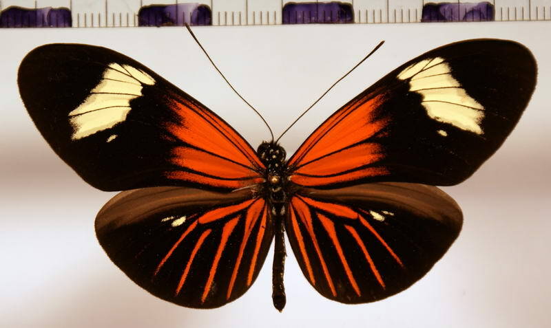 heliconius_erato_aurivilli03-standard.jpg