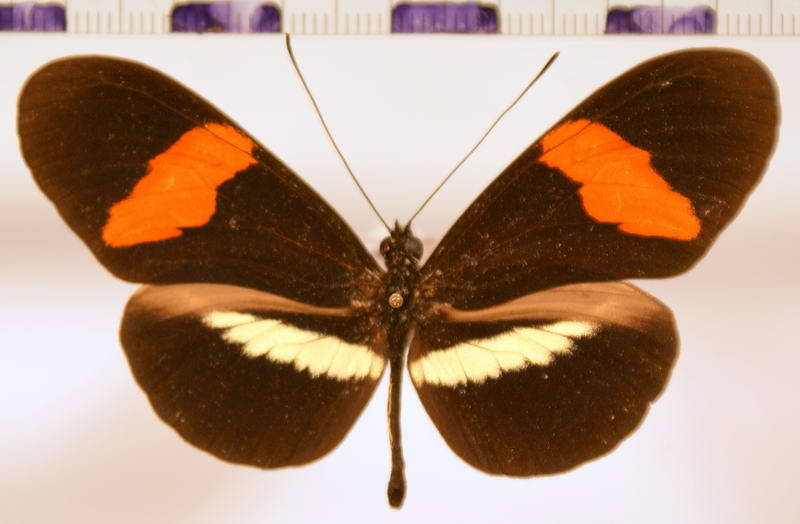 heliconius_erato_colombina-standard-f1ztk4.jpg