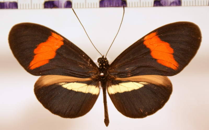 heliconius_erato_colombina_antigona-standard.jpg