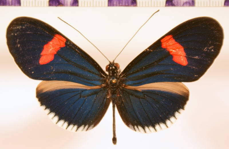 heliconius_erato_cyrbia01-standard-kks1fw.jpg