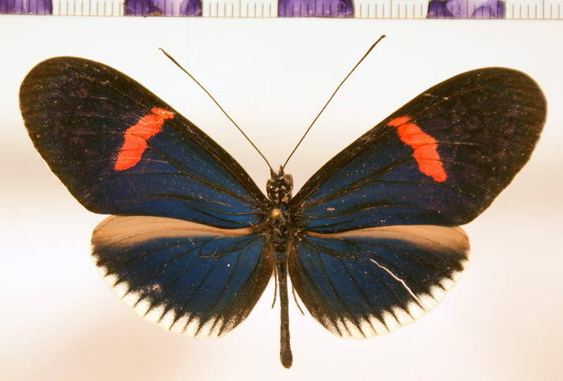 heliconius_erato_cyrbia02-standard.jpg