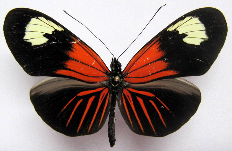 heliconius_erato_emma_m01_eq-standard.jpg