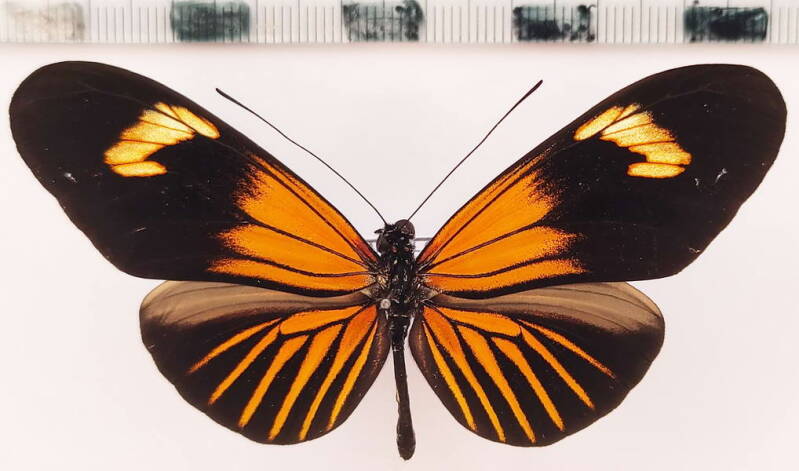 heliconius_erato_emma_m01_perou-standard.jpg