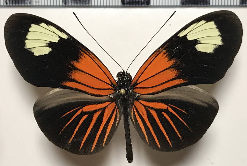 heliconius_erato_emma_m02_eq-standard.jpg