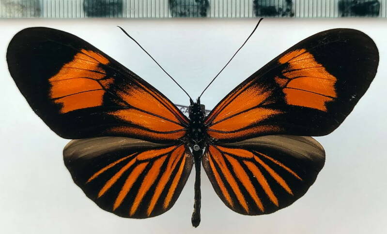 heliconius_erato_emma_m02_perou-standard.jpg
