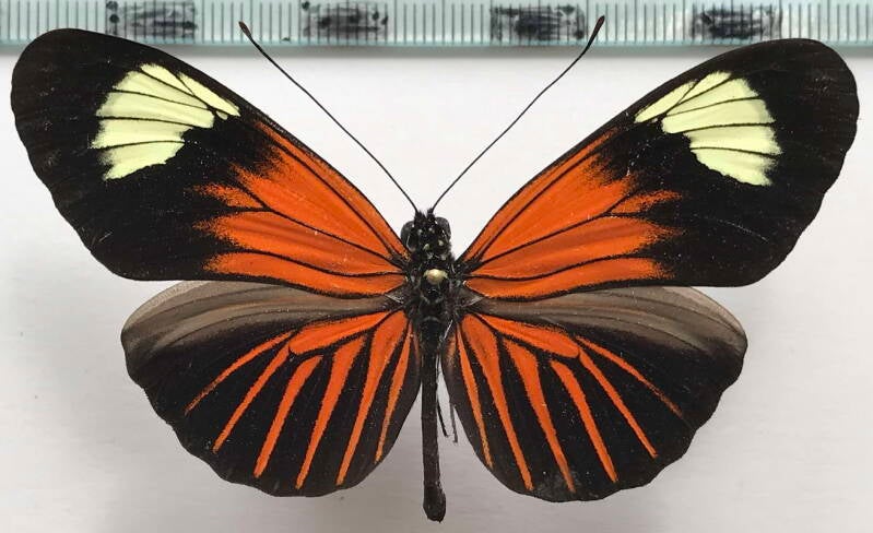 heliconius_erato_emma_m03_eq-standard.jpg