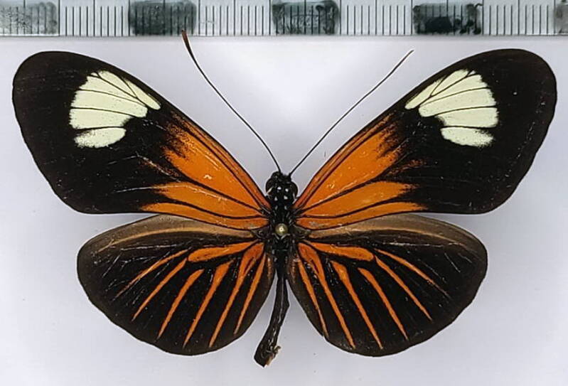 heliconius_erato_emma_m03_eq_2-standard.jpg