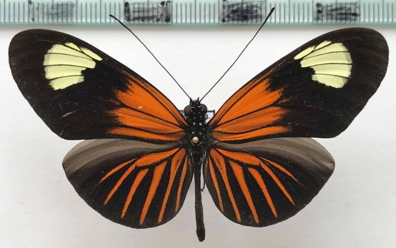 heliconius_erato_emma_m_eq-standard.jpg