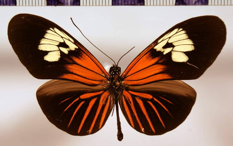 heliconius_erato_erato01-standard.jpg