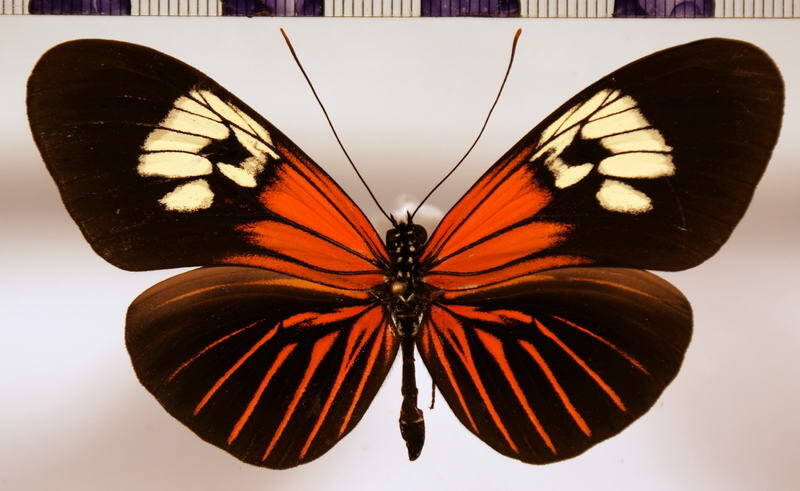 heliconius_erato_erato02-standard.jpg