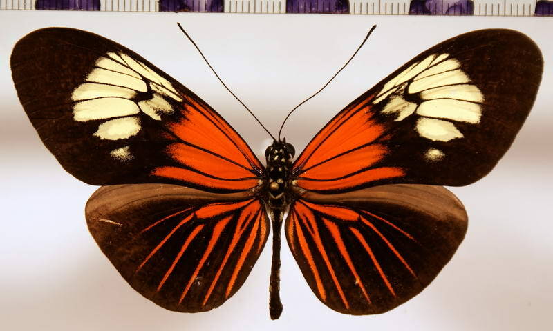 heliconius_erato_erato03-standard.jpg