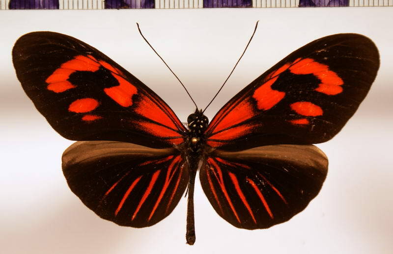 heliconius_erato_erato_andromena-standard.jpg