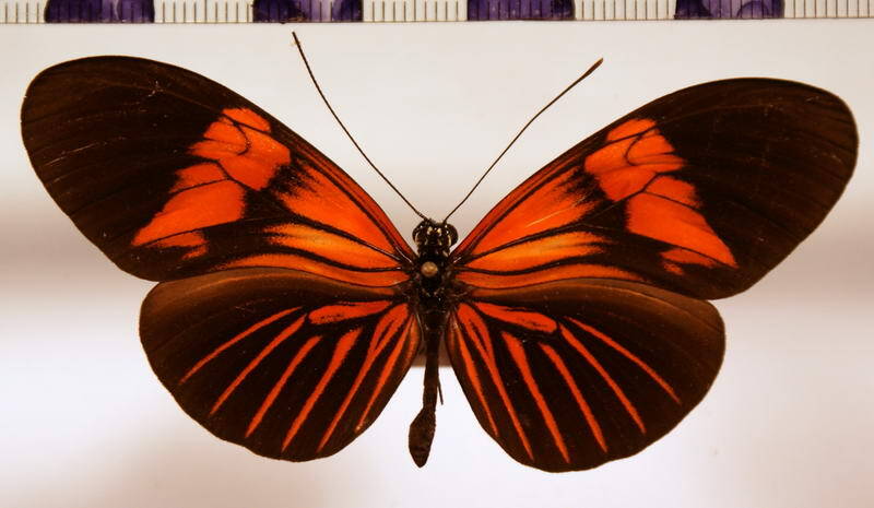 heliconius_erato_erato_erythrea-standard.jpg