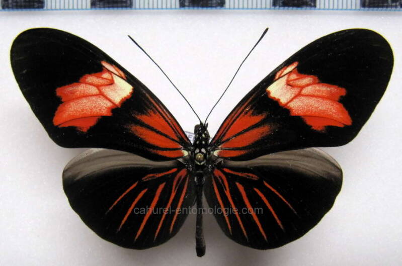 heliconius_erato_erato_erythrea02_gf-standard.jpg