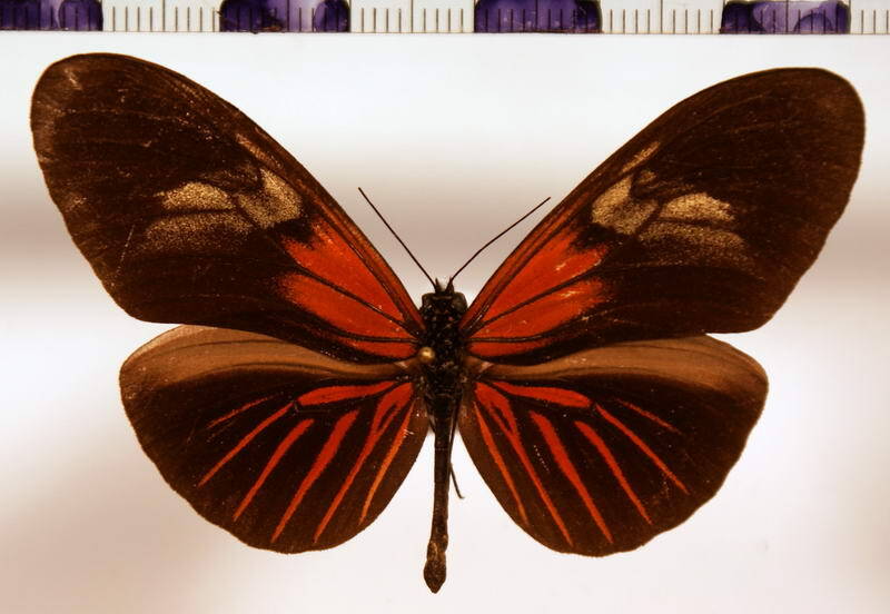 heliconius_erato_erato_fumata-standard.jpg