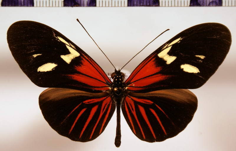 heliconius_erato_erato_leda01-standard-2lim9r.jpg