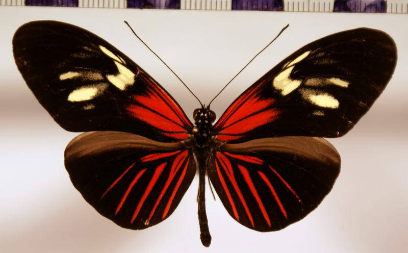 heliconius_erato_erato_leda02-standard.jpg