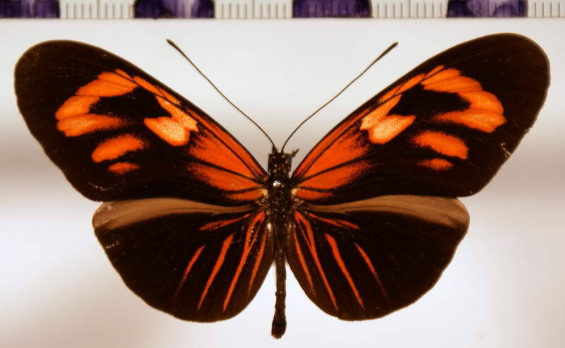 heliconius_erato_erato_prothea01-standard.jpg