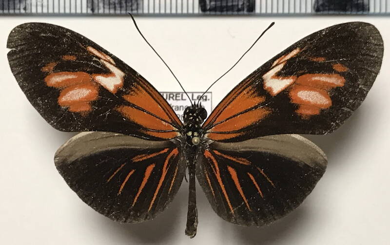 heliconius_erato_erato_roseoflava04m_gf-standard.jpg