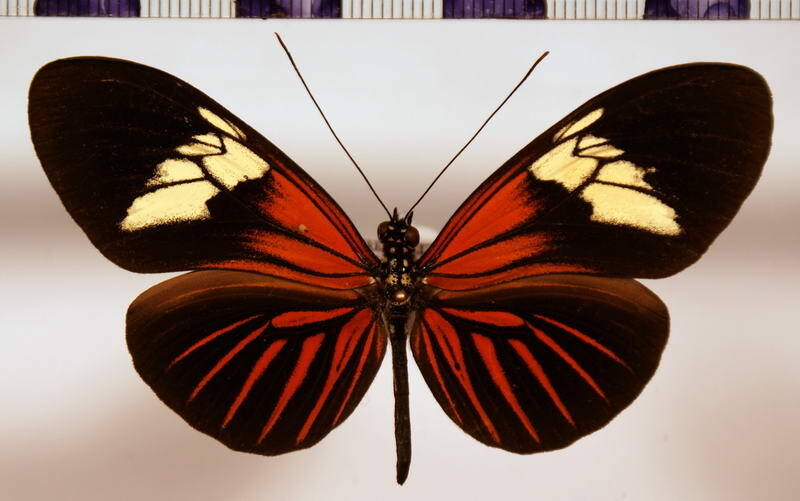heliconius_erato_erato_telloides-standard.jpg