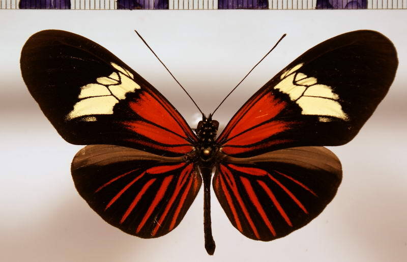 heliconius_erato_erato_tellus-standard.jpg