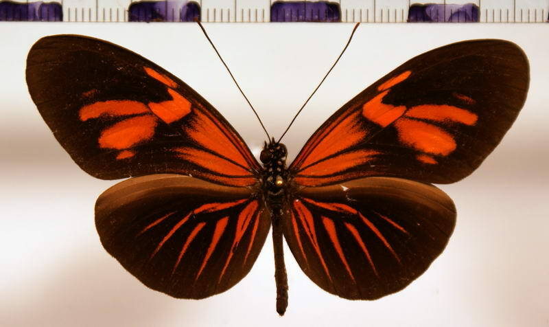 heliconius_erato_erato_udalrica01-standard.jpg