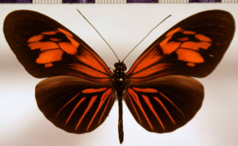 heliconius_erato_erato_udalrica03-standard.jpg