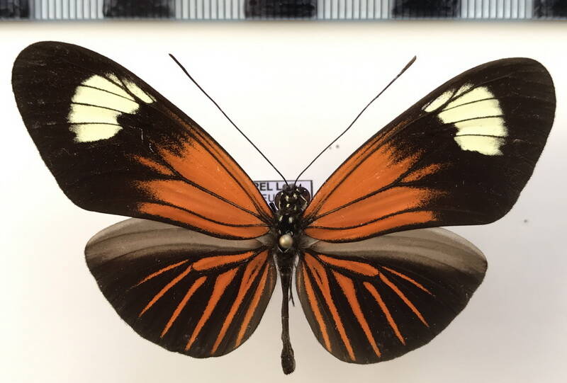 heliconius_erato_etylus_m02_eq-standard.jpg