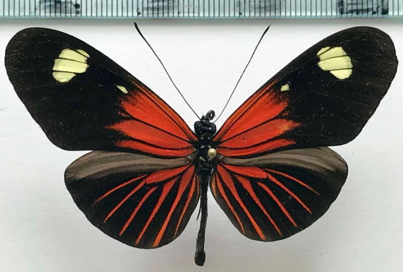 heliconius_erato_etylus_m03_eq-standard.jpg