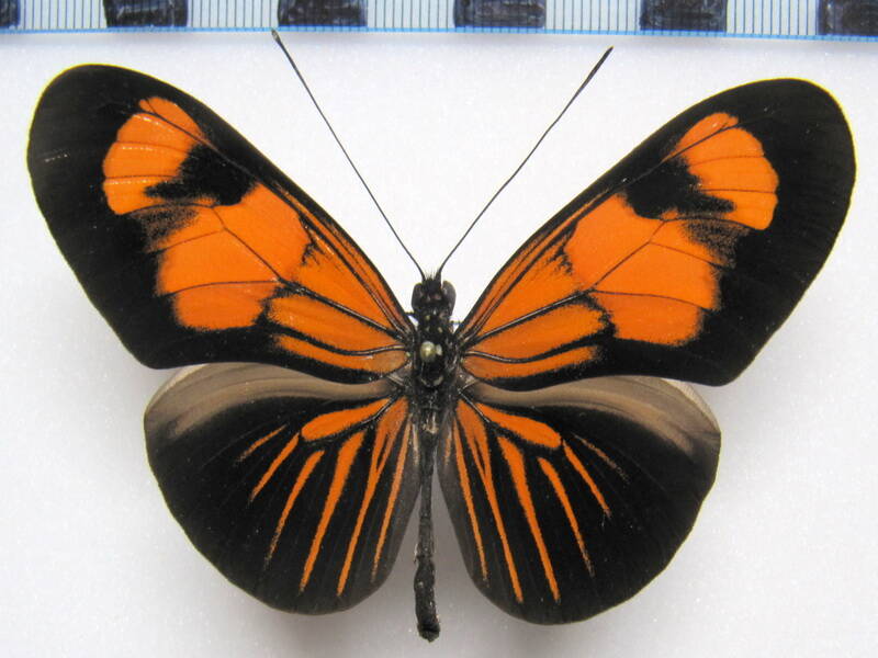 heliconius_erato_f01_perou-standard.jpg