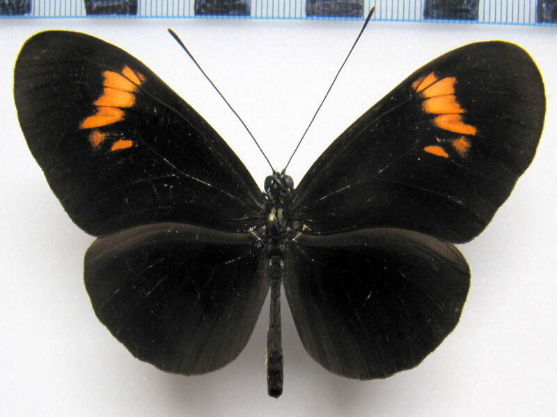 heliconius_erato_f02_perou-standard.jpg