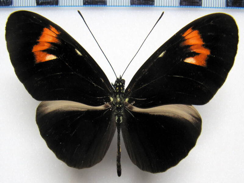 heliconius_erato_f03_perou-standard.jpg