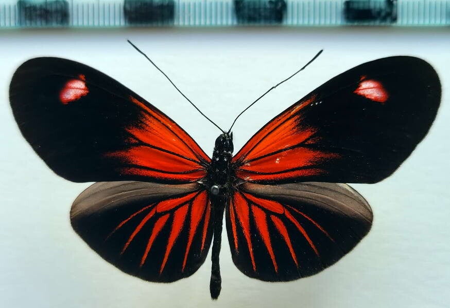 Heliconius erato forme N°10 mâle A1-  Equateur