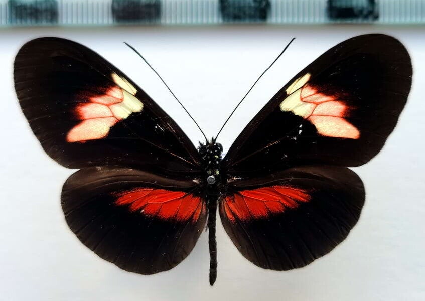 Heliconius erato forme N°12 mâle A1-  Equateur