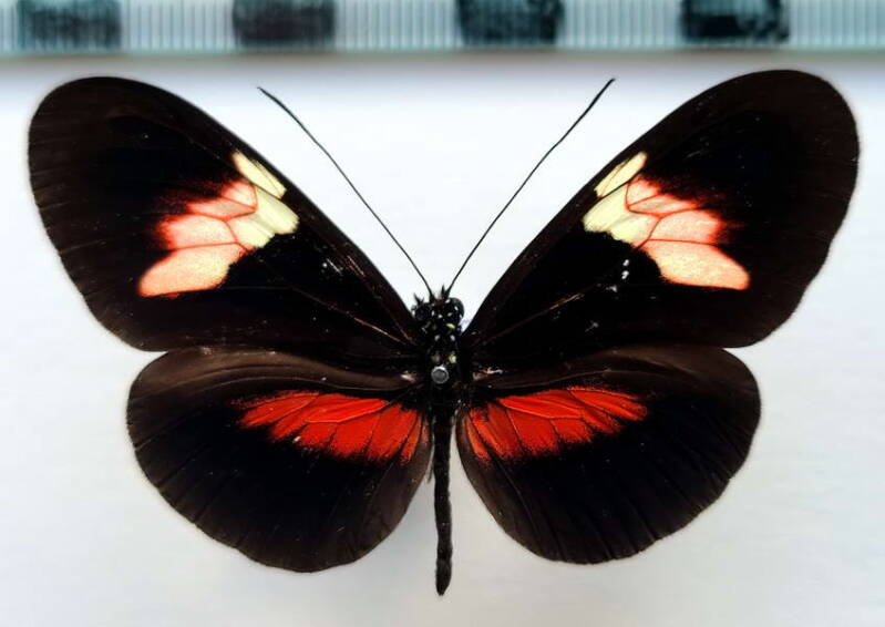 heliconius_erato_forme-12-standard-36l0jj.jpg