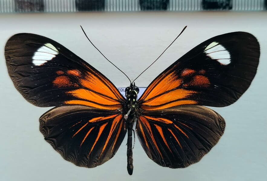 Heliconius erato forme N°13 mâle A1-  Equateur