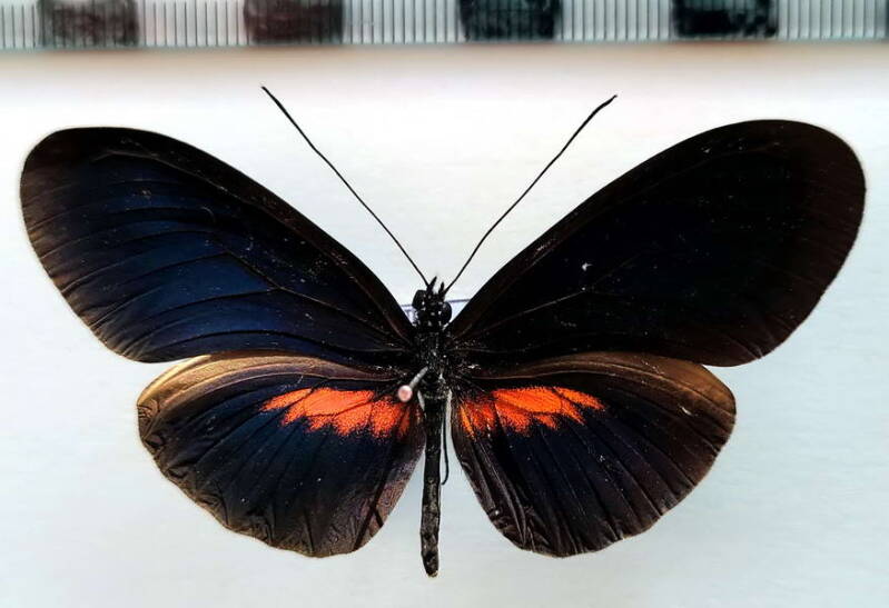 heliconius_erato_forme-14-standard.jpg