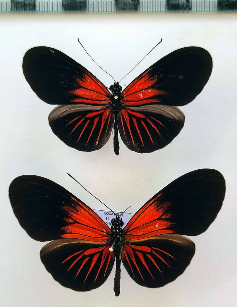 heliconius_erato_forme-15-standard.jpg