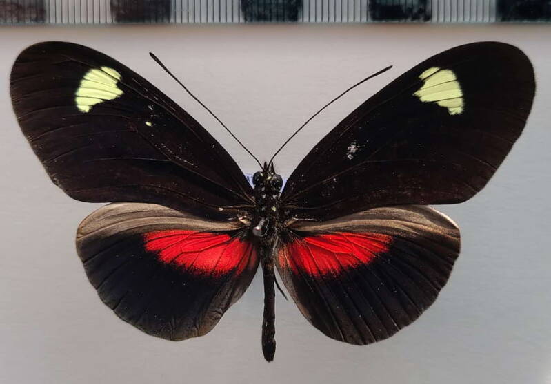 heliconius_erato_forme-16-standard.jpg