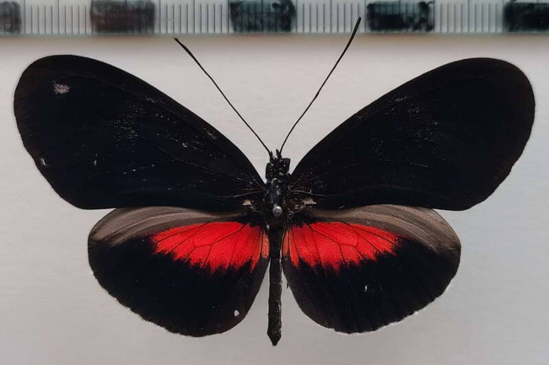 heliconius_erato_forme-17-standard-50spkh.jpg