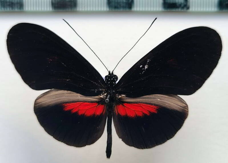 heliconius_erato_forme-17a-standard.jpg