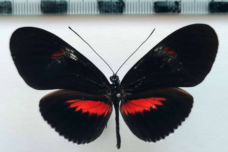 heliconius_erato_forme-18-standard.jpg