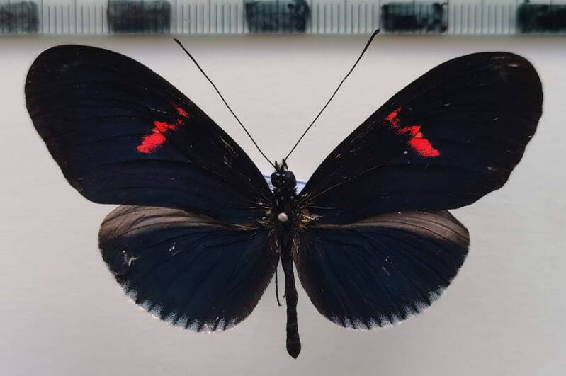 heliconius_erato_forme-21-standard.jpg