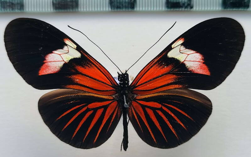heliconius_erato_forme-25-standard.jpg