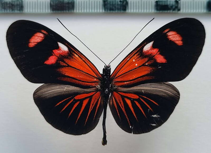 heliconius_erato_forme-26-standard.jpg