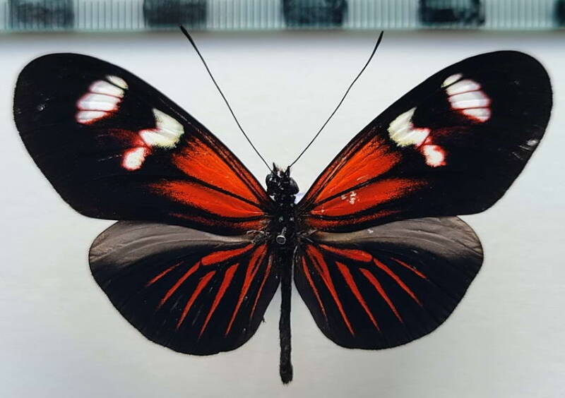 heliconius_erato_forme-27-standard.jpg