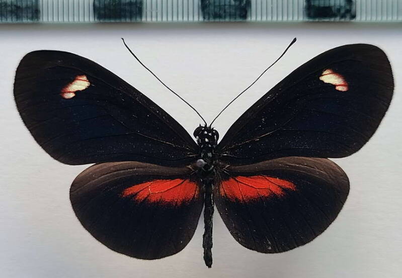 heliconius_erato_forme-28-standard.jpg