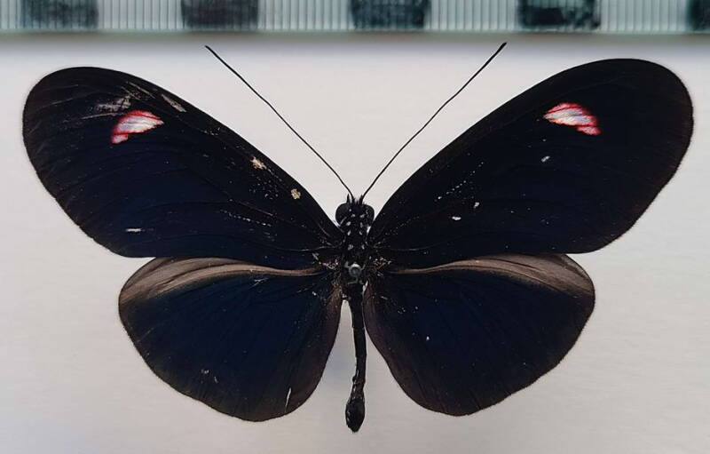 heliconius_erato_forme-29-standard.jpg