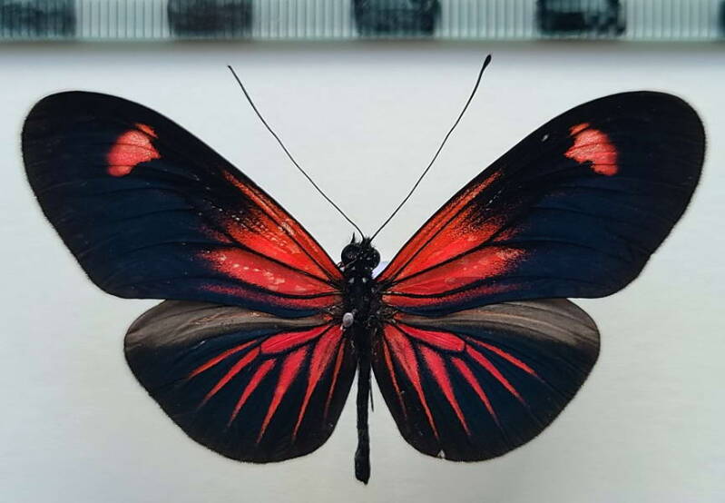 heliconius_erato_forme-30-standard.jpg
