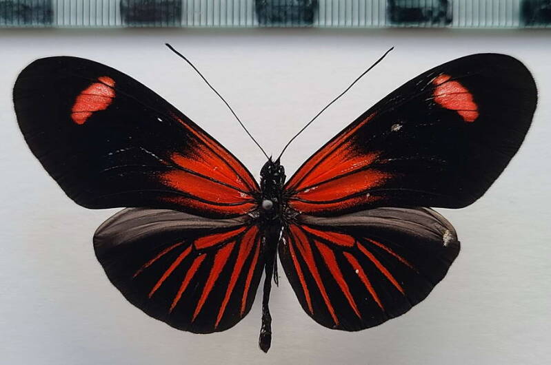 heliconius_erato_forme-30a-standard.jpg